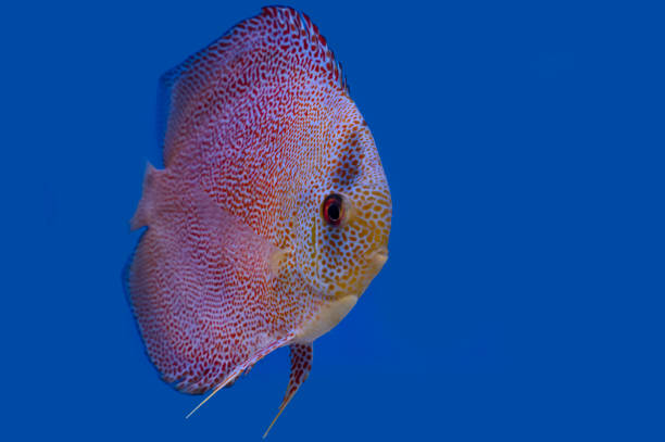 istock Discus fish isolated on a blue background 1428915760
