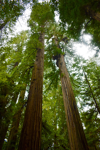 Redwood forest canopy in Prairie Creek State Park