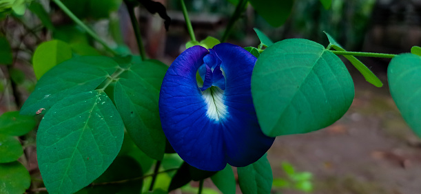Photography of blue butterfly pea flowers that bloom on the morning. This picture was taken from central java Indonesia