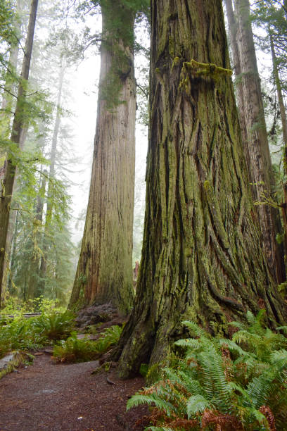 거대한 레드 우드 나무를 통과하는 보도 - rainforest redwood forest footpath 뉴스 사진 이미지