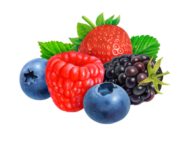 ilustraciones, imágenes clip art, dibujos animados e iconos de stock de pantalla de bayas - blackberry blueberry raspberry fruit