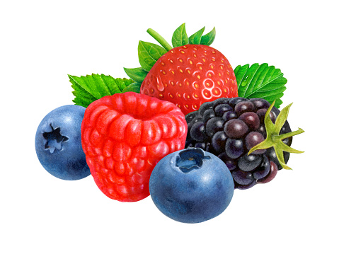 An illustration of a medley of colorful berries - blueberry, blackberry, strawberry and raspberry.