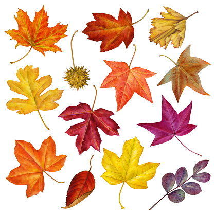 An illustration of a medley of autumn leaves in bright colors.