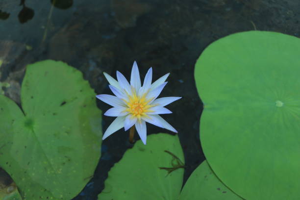 istock Blue lotus flower with green leaf on pond water 1428916977