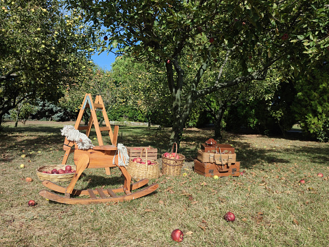 children's toys in the apple orchard, picnic