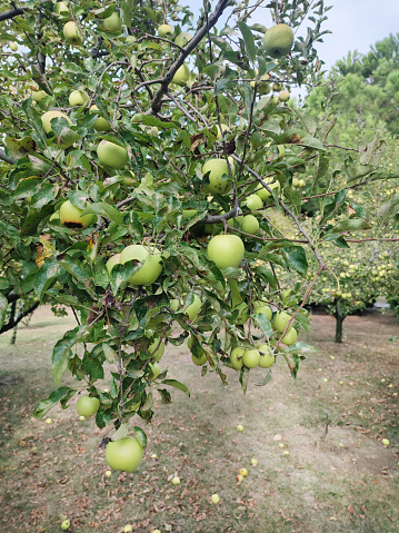 Ripe apples on a tree