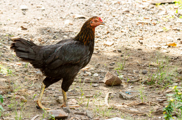 istock A black female free-range chicken with orange and black neck 1428918352