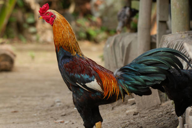 istock A black rosster with an orange neck with a red comb 1428918403