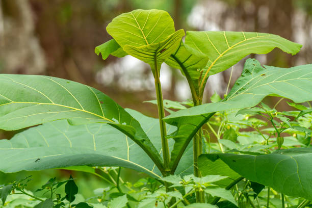 istock Green teak tree shoots, the young part is slightly brownish 1428918471