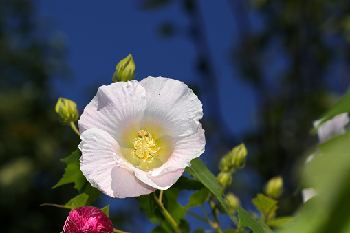 Large creamy pink flower head of Cotton rosemallow, blooming under the bright sunny day.