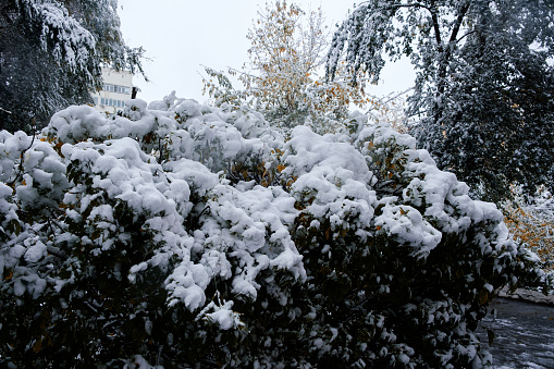 the first snow on the autumn trees branches and leaves of the streets of the city