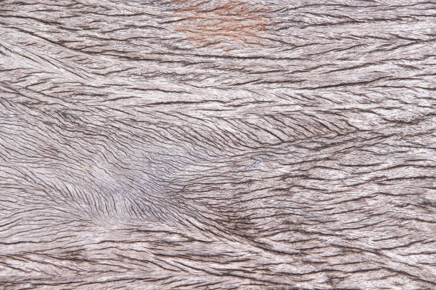 istock Wood texture grunge detail nature patterns old wall background 1428922476