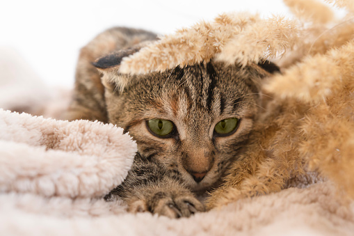 A domestic striped cat lies on a plaid and plays with dry plants. Autumn background with pet, selective focus