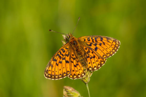 istock Boloria selene, small pearl-bordered fritillary or the silver-bordered fritillary 1428925092