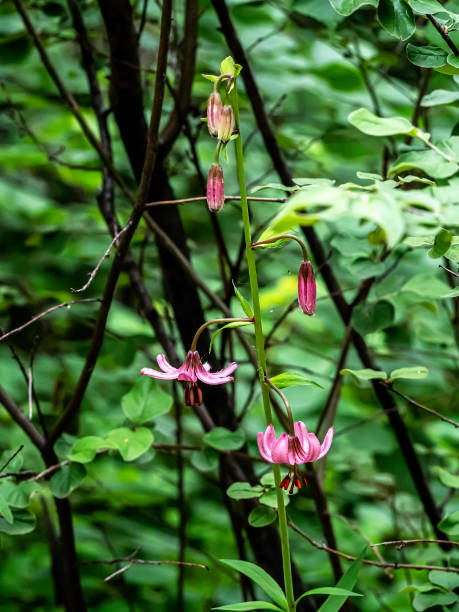 istock Lily martagon, a beautiful forest pink flower 1428925883