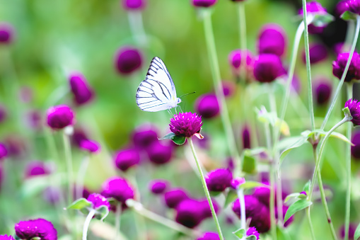 Gomphrena Globosa Flor De Color Rosa Oscuro O Púrpura Mariposa Blanca En  Auge Bebiendo Néctar En Colorido Fondo De Campo De Jardín Foto de stock y  más banco de imágenes de Aire