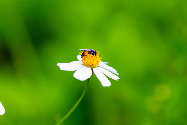 A small bee collects nectar from the flowers of the Bidens pilosa. The hard-working bees prepare food for the winter.