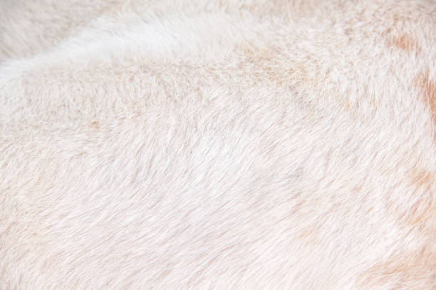 istock Fur dog soft texture with short line smooth patterns , animal hair white brown background 1428926986