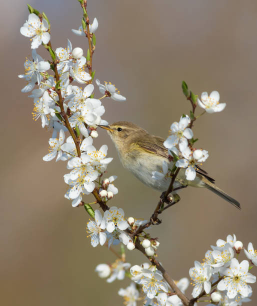 istock Common chiffchaff, Phylloscopus collybita. Spring. A bird sits on a branch of a blossoming fruit tree 1428927051