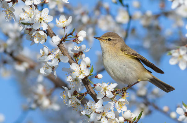 istock Common chiffchaff, Phylloscopus collybita. Spring. A bird sits on a branch of a blossoming fruit tree 1428927052