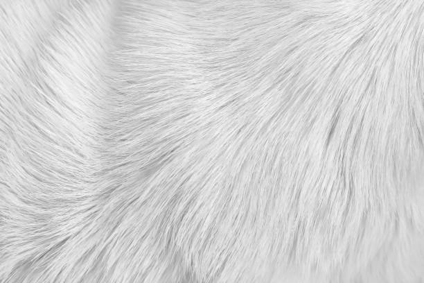 istock Fur dog with soft smooth texture white grey background 1428927247