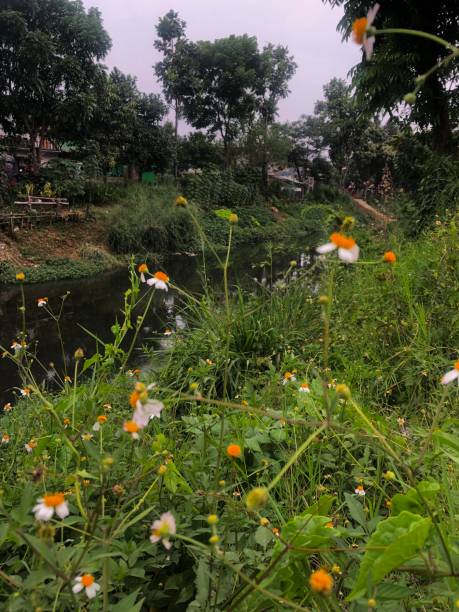 istock White flowers near the river 1428927332