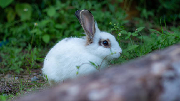 istock Cute rabbit  on the lawn. 1428927350