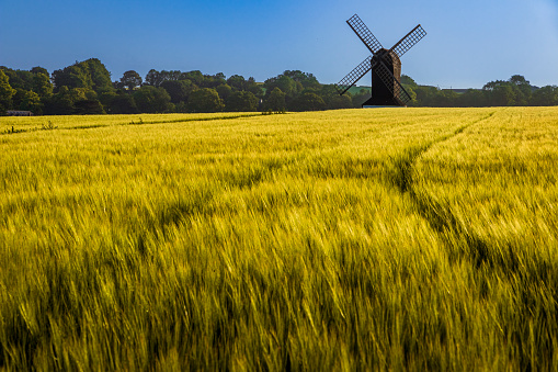 Early morning in June Pitstone windmill behind a golden wheat field Buckinghamshire south east England