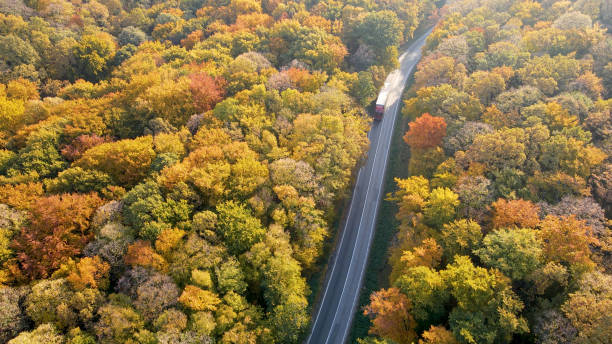 istock Vehicles driving on the road going through the forest 1428931620