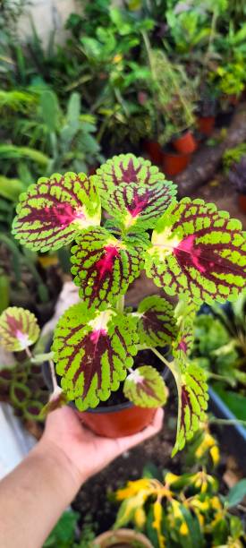 istock Coleus or Coleos Garden Flower Pot 1428932408