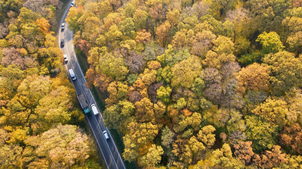 istock Busy road by the forest 1428932477