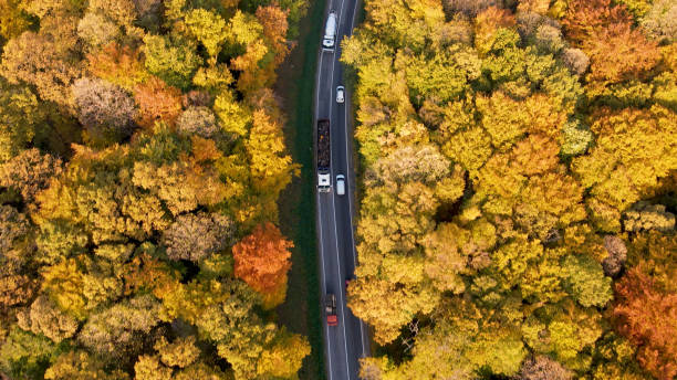 istock Busy road by the forest 1428933063