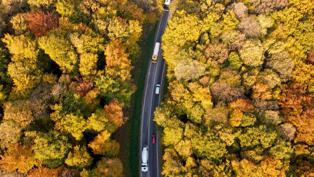 istock Vehicles driving on the road going through the forest 1428933097