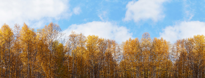 Beautiful autumn landscape. Birch trees with yellow leaves against a blue sky. Banner.