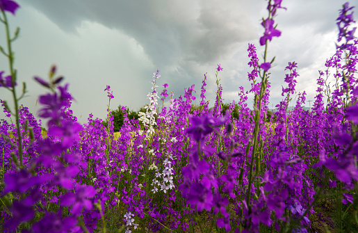 Rural landscape with wild flowers on an overcast day near Isparta, Turkiye