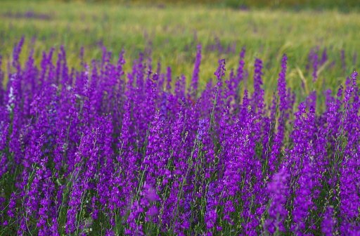 Rural landscape with wild flowers on an overcast day near Isparta, Turkiye