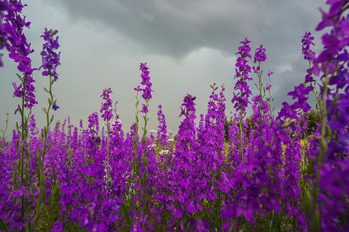 Rural landscape with wild flowers on an overcast day near Isparta, Turkiye