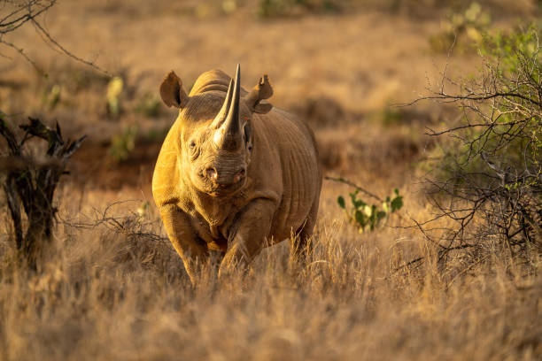 검은 코뿔소가 카메라를 향한 덤불 사이에 서 있습니다. ��스톡 사진