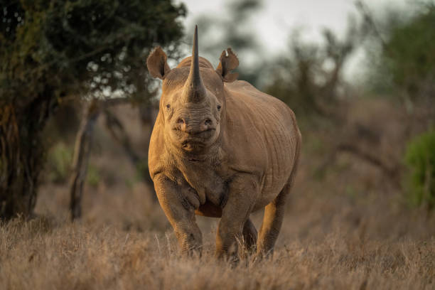 istock Black rhino stands in clearing facing camera 1428934786