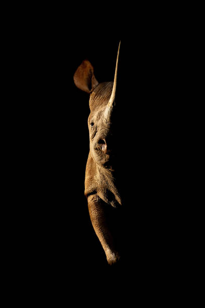 Eye of the Rhino