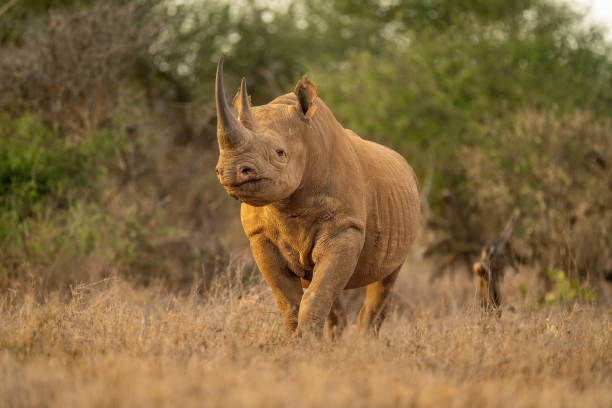 spitzmaulnashorn steht und beobachtet kamera auf lichtung - nashorn stock-fotos und bilder