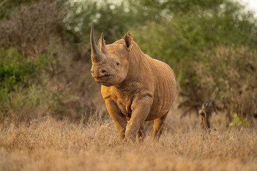 Rinoceronte negro de pie mirando la cámara en la limpieza photo