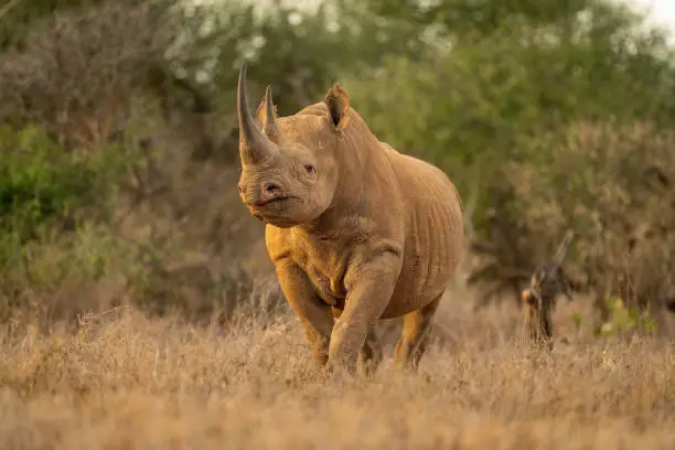 Black rhino stands watching camera in clearing