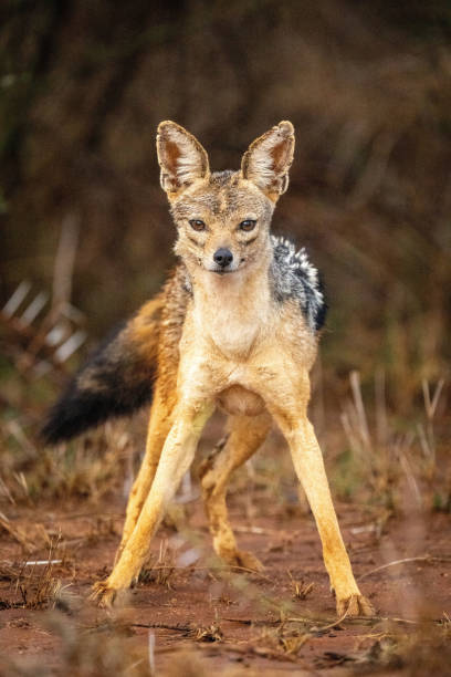 istock Black-backed jackal stands staring with forelegs apart 1428935386