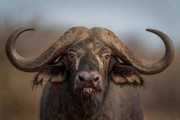 Close-up of standing Cape buffalo eyeing camera Close-up of standing Cape buffalo eyeing camera african buffalo stock pictures, royalty-free photos & images