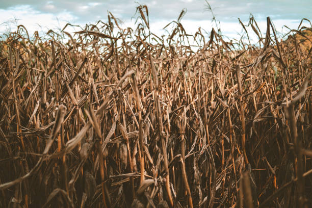 istock Autumn maize corn field plantation. 1428935838
