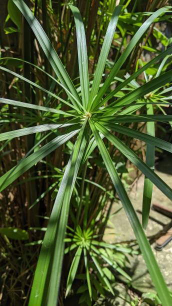 istock Green plants on the farm 1428935879
