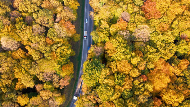 istock Trucks driving through forest landscape 1428935908