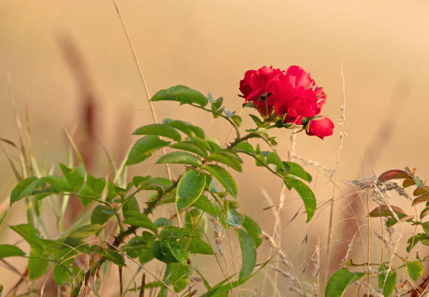 Wild rose as found in the Danish nature, selective focus