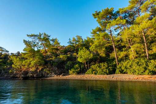 Pines near the coast, Gokova Turkey